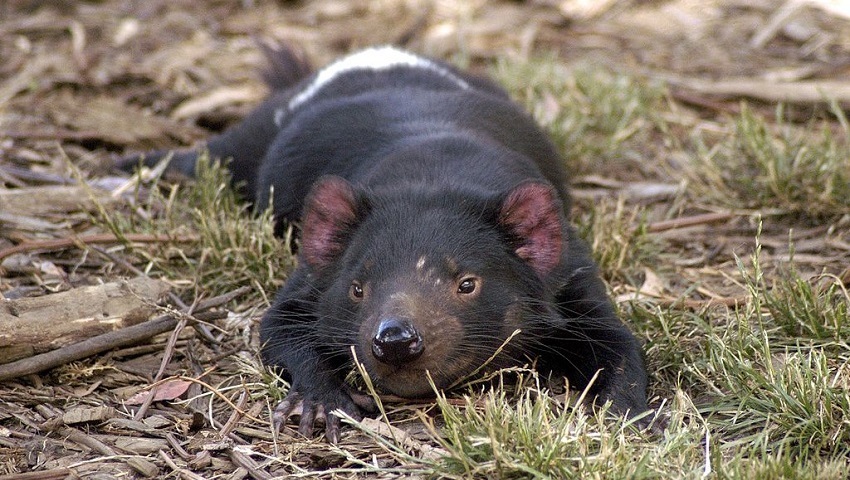A Tasmanian Devil lying on its belly.