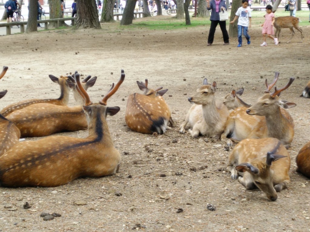 Sacred deer living in Nara.