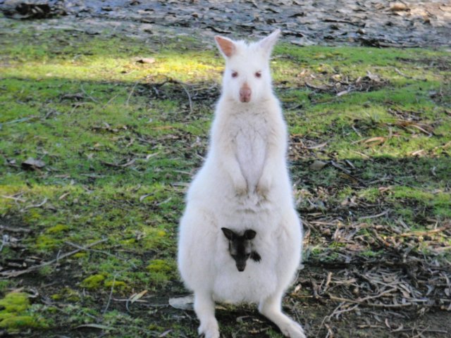White wallaby with a brown joey in its pouch.